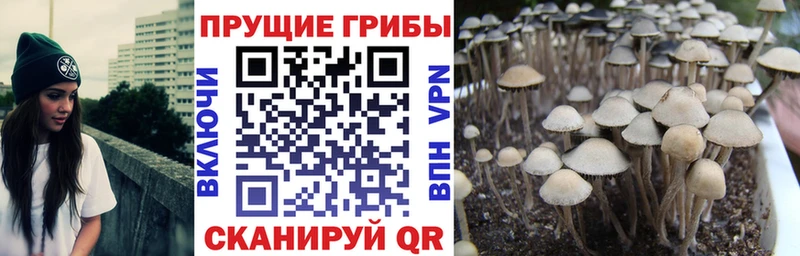 Псилоцибиновые грибы GOLDEN TEACHER  наркотики  Дмитров 